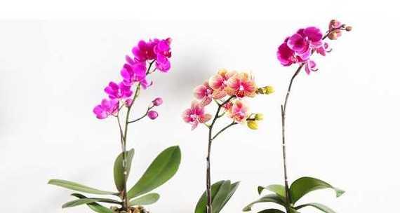 黄蝴蝶兰的花语是什么？它寓意着什么？