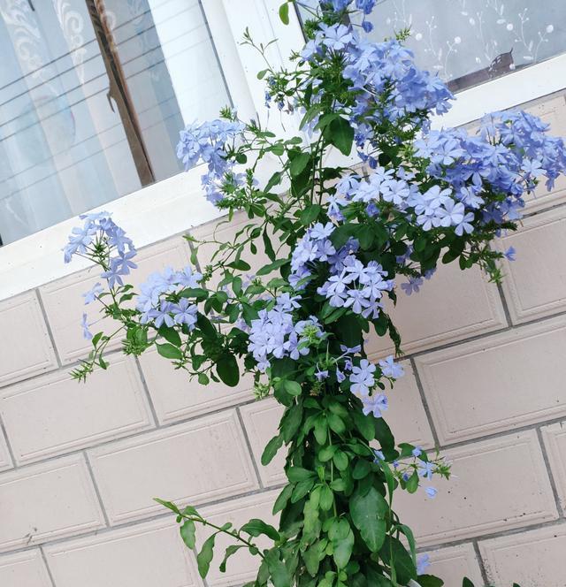蓝雪花一年能开几次花？花期持续多久？
