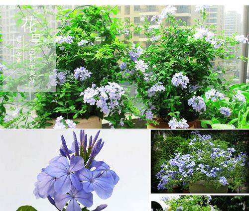 蓝雪花一年四季都能开花吗？如何确保四季花开不断？