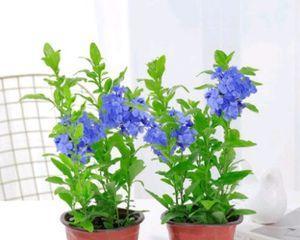 蓝雪花用多大的盆合适？如何根据植株大小选择合适花盆？