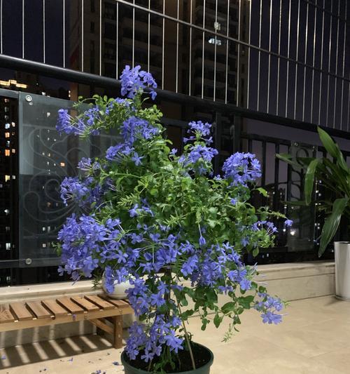 蓝雪花用多大的盆合适？如何根据植株大小选择合适花盆？