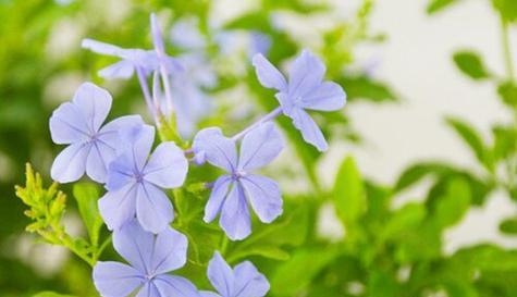 蓝雪花有毒吗？室内养护需要注意什么？