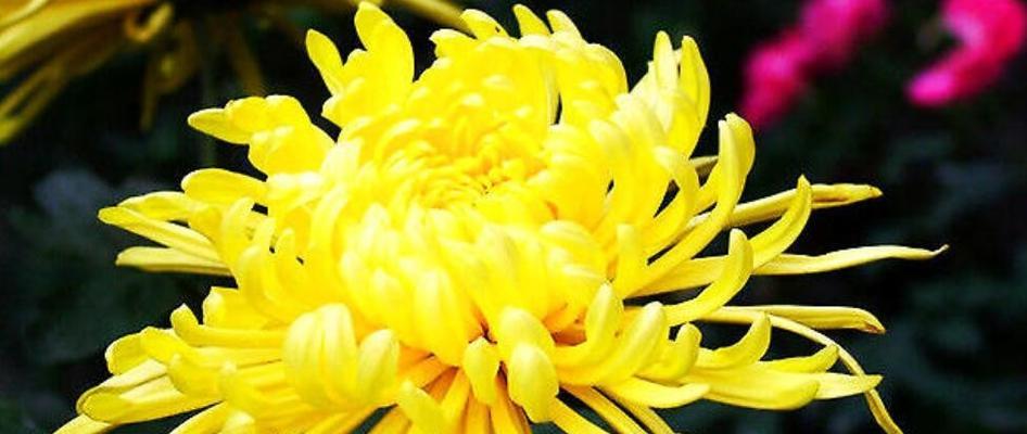 黄菊花的花语是什么？了解黄菊花的象征意义和用途？
