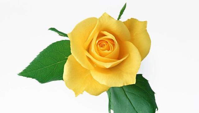 黄玫瑰花代表什么意思？花语背后隐藏的含义是什么？
