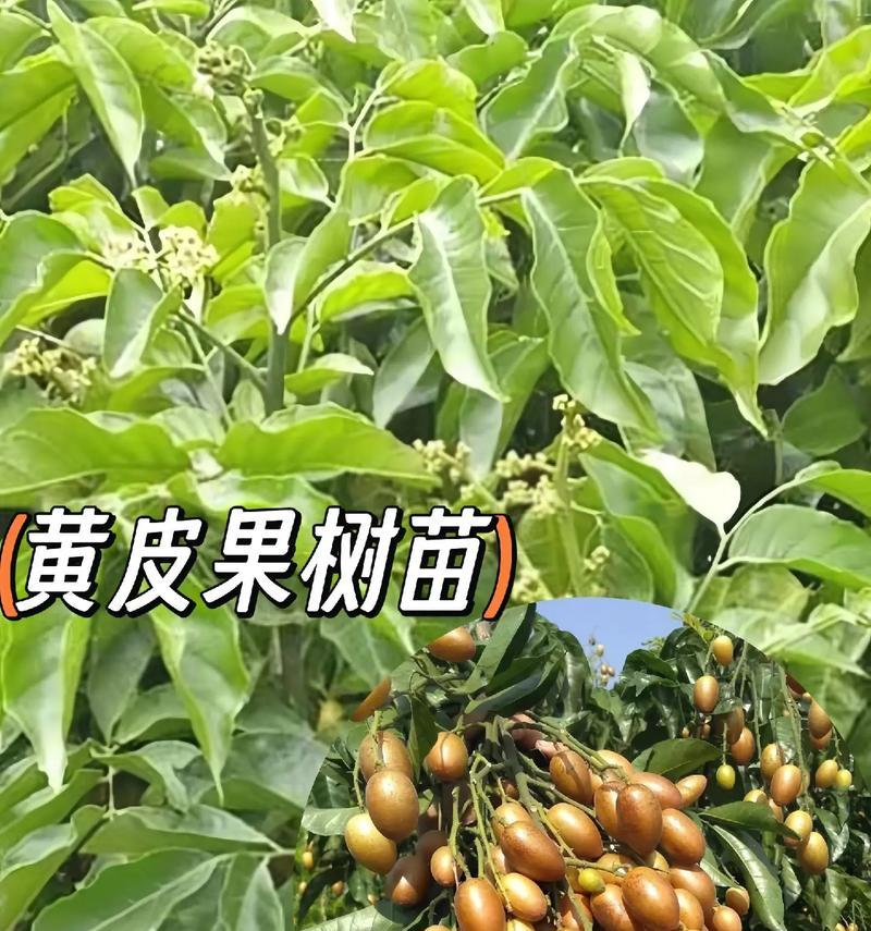 黄皮果树的风水寓意是什么？摆放位置有何讲究？