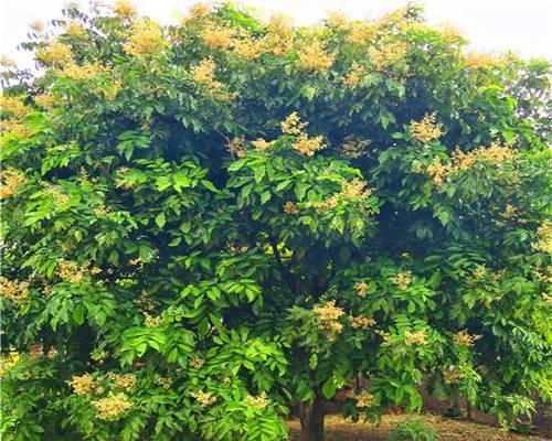 黄皮果树的风水寓意是什么？摆放位置有何讲究？