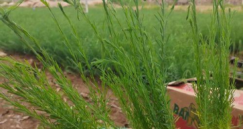 蓝亚麻是多年生植物吗？种植和养护需要注意什么？