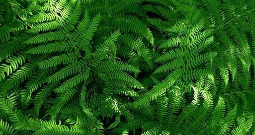 蓝藻属于低等植物吗？它们的分类和特点是什么？