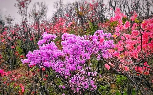 黄山市花是杜鹃花吗？杜鹃花象征意义有哪些？