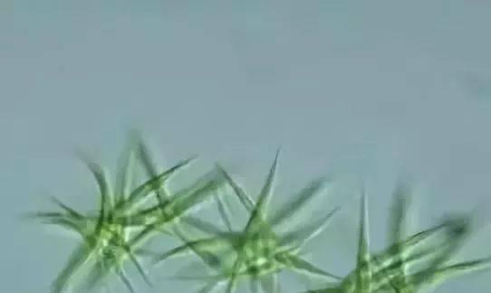 蓝藻属于藻类植物吗？它们的分类和特点是什么？
