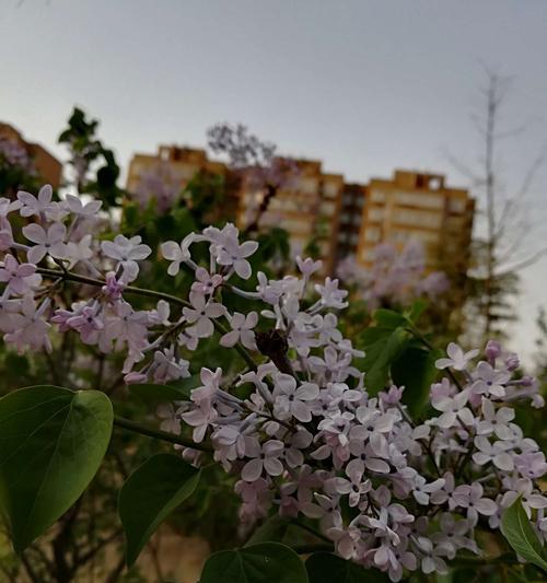 黄英的花语是什么意思？黄英寓意有哪些常见问题？