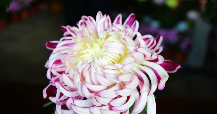 黄英的花语是什么意思？黄英寓意有哪些常见问题？