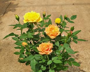 黄月季花代表什么意思？花语背后隐藏的含义是什么？
