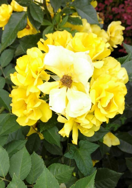 黄月季花代表什么意思？花语背后隐藏的含义是什么？