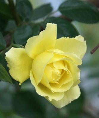 黄月季花代表什么意思？花语背后隐藏的含义是什么？