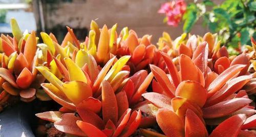火祭的花语是什么？火祭寓意有哪些常见问题解答？