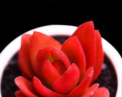 火祭的花语是什么？火祭寓意有哪些常见问题解答？