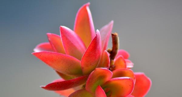 火祭的花语是什么？火祭寓意有哪些常见问题解答？