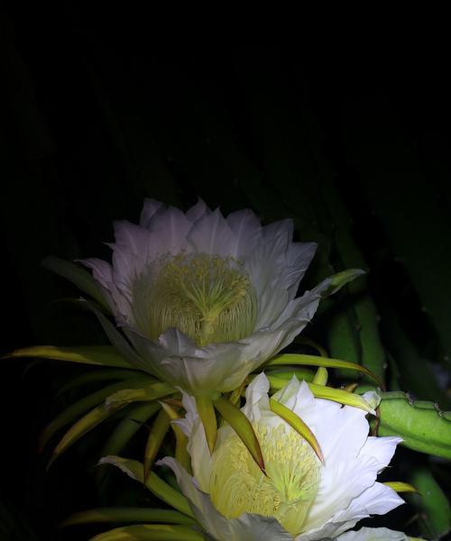 火龙果花的寓意和象征是什么？如何理解火龙果花的象征意义？