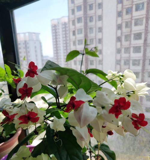 火龙珠的花语是什么？如何正确解读火龙珠的含义？