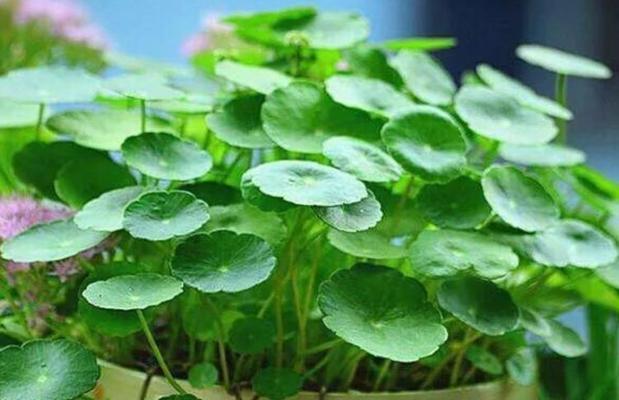 懒人适合养什么花？有哪些简单易打理的花卉推荐？