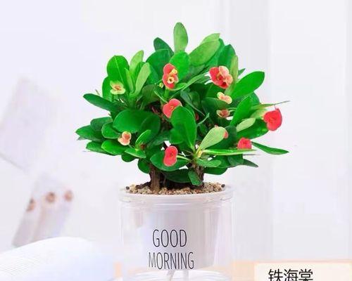 懒人适合养什么花卉植物？有哪些易打理的植物推荐？