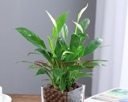 懒人植物盆栽有哪些？适合新手的室内植物推荐？