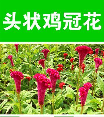 鸡冠花在风水中代表什么？它有哪些作用和影响？
