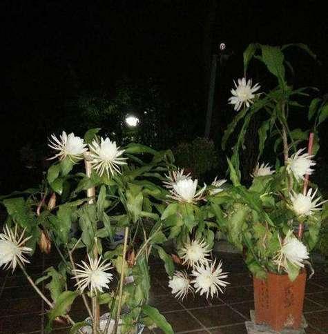 昙花开花预兆什么？家里养昙花是否吉利？