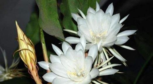 昙花开花预兆什么？家里养昙花是否吉利？