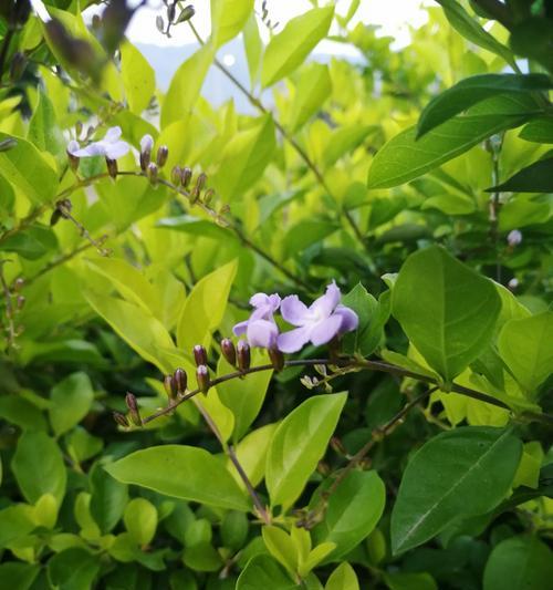 假连翘的花语是什么？它有哪些寓意和象征意义？