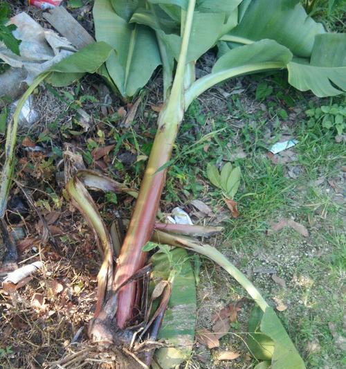 烂香蕉能用作肥料吗？如何正确使用烂香蕉作为植物肥料？
