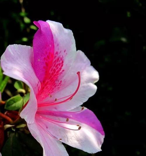 江门市花是勒杜鹃吗？勒杜鹃的花语寓意是什么？