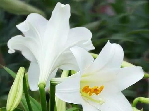 金百合花的花语是什么？它的寓意有哪些？