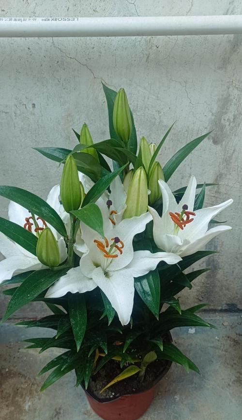 金百合花的花语是什么？它的寓意有哪些？