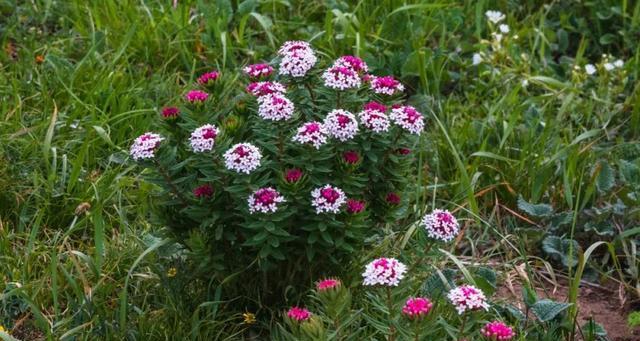 狼毒花开花时间是什么时候？花的形态特征有哪些？