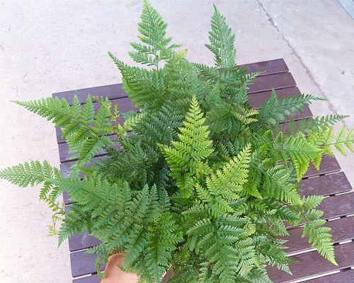狼蕨属于种子植物吗？它的繁殖方式是什么？