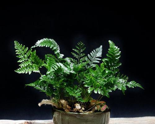 狼蕨属于种子植物吗？它的繁殖方式是什么？
