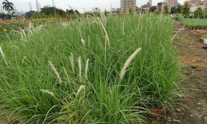 狼尾草花期是什么时候？如何正确养护以延长花期？