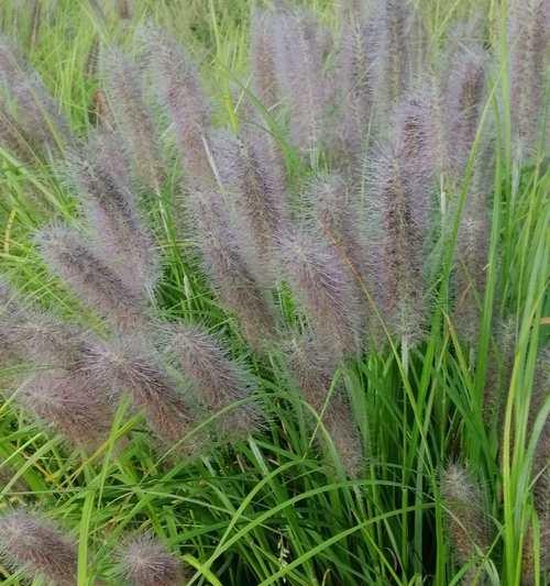 狼尾草属于什么植物类型？它的分类和特性是什么？