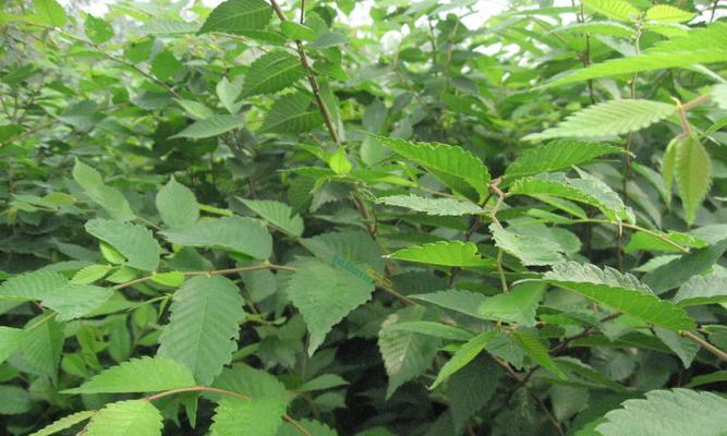 榔树是国家保护植物吗？榔树的保护级别和相关法律规定是什么？