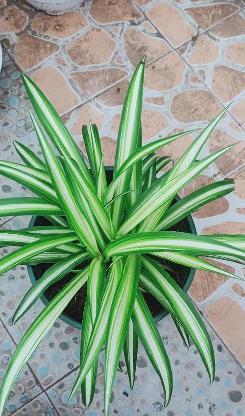 金心吊兰会开花吗？开花的寓意是什么？