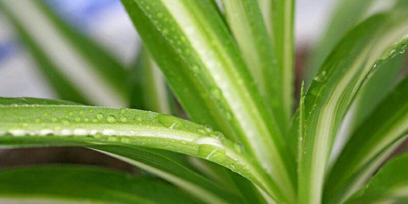 金心吊兰会开花吗？开花的寓意是什么？