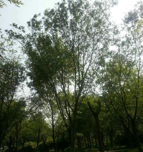 榔榆冬天落叶吗？如何判断榔榆的季节性变化？