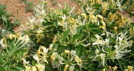 金银花的花语和寓意是什么？如何正确理解其象征意义？