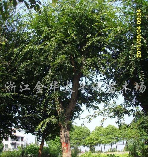榔榆耐寒多少度？如何在寒冷地区种植榔榆？