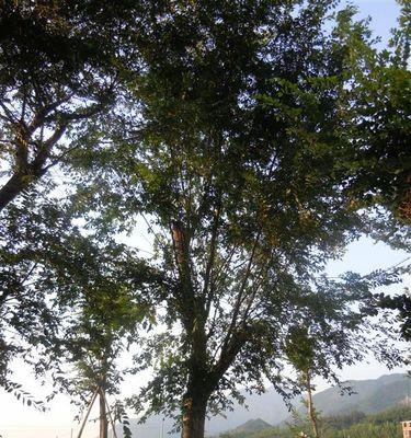 榔榆耐寒多少度？如何在寒冷地区种植榔榆？