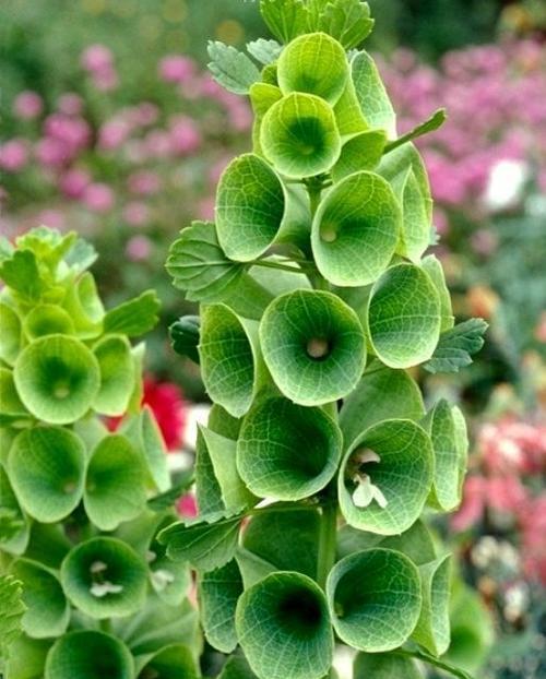 浪漫宝贝是藤本植物还是灌木？如何区分和养护？