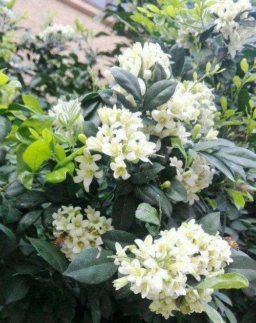 九里香的风水寓意是什么？如何正确摆放以招财纳福？