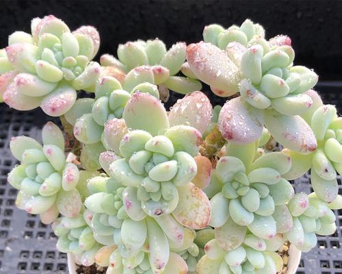 劳尔多肉有香味吗？如何辨别其独特香气？